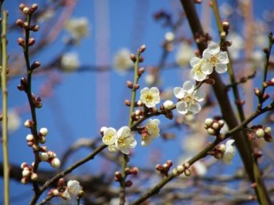 芝公園