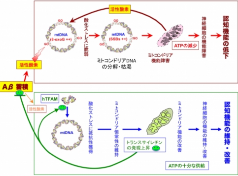 リファイド