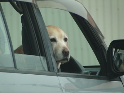 人気のあった動物おもしろ知識は リファイド ニュース