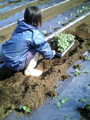 障害者雇用
