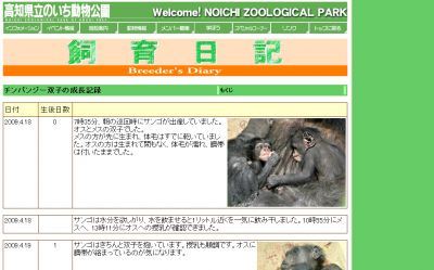 双子のチンパンジー