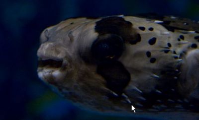 しながわ水族館